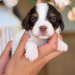 July - Tri-color male Cavapoo puppy in Yuciapa, California from AlltheDoodlez_