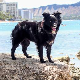 Bindi - Australian Shepherd
