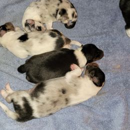 Shetland Sheepdog Puppies from Tricia's Shetland Sheepdogs