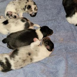 Shetland Sheepdog Puppies from Tricia's Shetland Sheepdogs