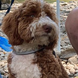 Henry - Goldendoodle