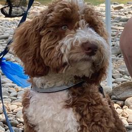 Henry - Goldendoodle