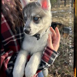 Five-Card Draw (aka Casino) - Wolf sable male Pomsky puppy in St. Maries, Idaho from Runamok Farm