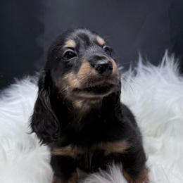 Link-FULL EUROPEAN - Black and tan male Dachshund puppy in Town Creek, Alabama from Davinesse Miniature Dachshunds