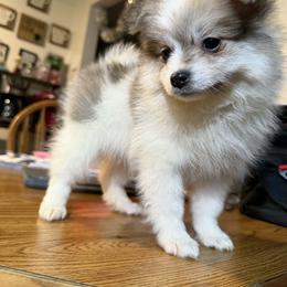 Patches - Cream parti male Pomeranian puppy in Newport News, Virginia from Itty Bitty Poms