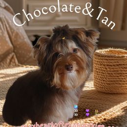 Chili - Chocolate and tan male Yorkshire Terrier puppy in Humble, Texas from Marnax Yorkshire Babies