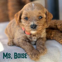 Ms. Boise - Apricot female Cavapoo puppy in Sacramento, California from Dandy Doodles Goldendoodles