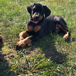 Doberman Pinscher Puppies from Jensen Dobermans