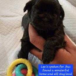 Leo - Sable Shih Tzu puppy in Massachusetts from Luna's Shih Tzu Pups