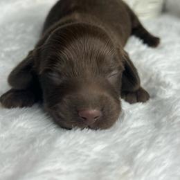 St. Nick - Chocolate male Dachshund puppy in Payette, Idaho from NT Mini Doxies