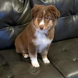 Tommy - Red tri-color male Miniature American Shepherd puppy in Eagle Mountain, Utah from Breanna's Puppies