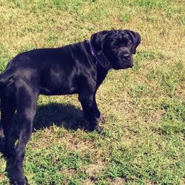 Cane Corso All Grown Up from La Muerte Corso Kennel