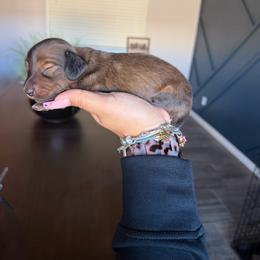 Reaper - Sable male Dachshund puppy in Agua Dulce, Texas from Sunny EP Weenies