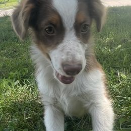 Boy 5 - Red tri Toy Australian Shepherd puppy in Marshall, Missouri from Schuber's Stockdogs