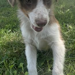 Boy 5 - Red tri Toy Australian Shepherd puppy in Marshall, Missouri from Schuber's Stockdogs