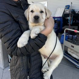 Labrador Retriever Puppies from SR Labrador Retrievers