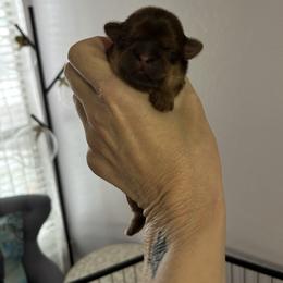 TBD - Liver female Shih Tzu puppy in Dallas, Texas from Almost Heaven Shih Tzu