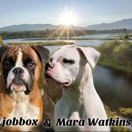 Boxer puppies from East River Boxers