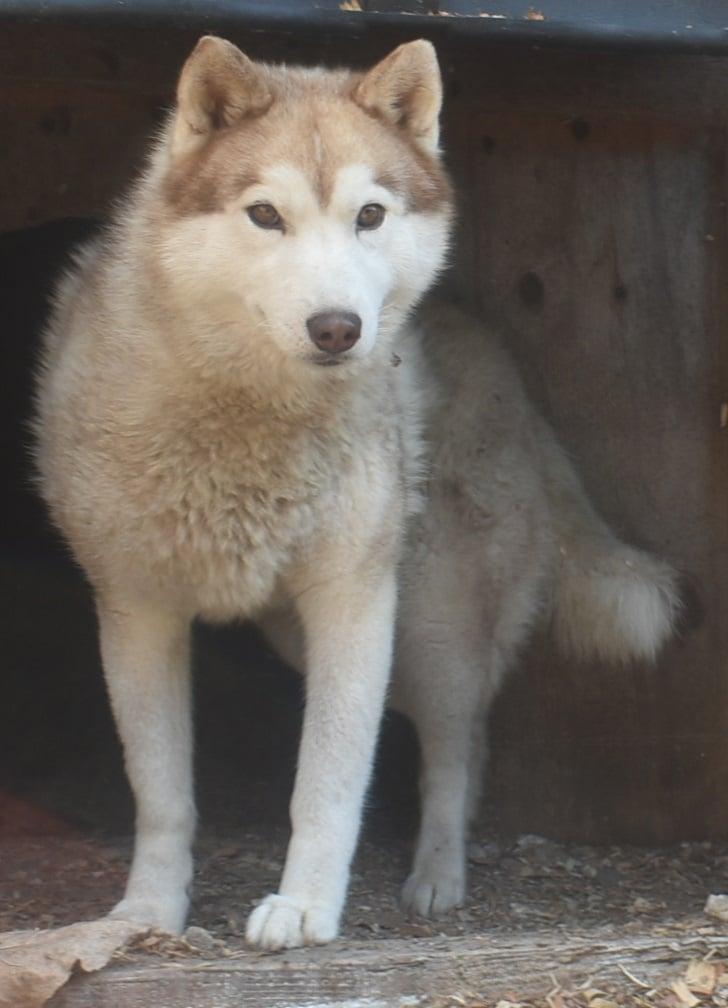 Denali