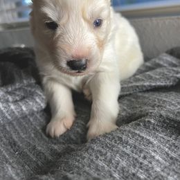 Siberian Husky Puppies from OAZS Pups