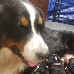 Genny - Bernese Mountain Dog