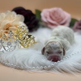 Dachshund Puppies from 208 Dox Dynasty