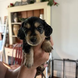 Dachshund Puppies from Goodman Dachshunds