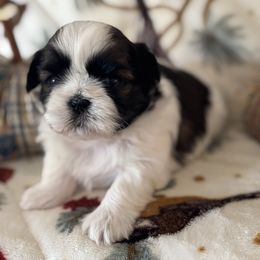 Copper - Tricolor male Shih Tzu puppy in Outlook, Washington from Porter Kennels