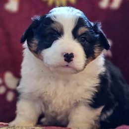 Tobias - Black and tan male Pembroke Welsh Corgi puppy in Rensselaer, Indiana from Sharand MAS and Pembroke Welsh Corgis