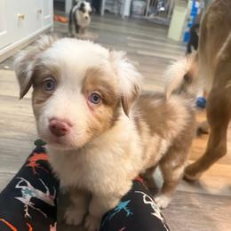 Green - Red merle male Australian Shepherd puppy in Oneida, Tennessee from Miller's Legacy Natural Australian Shepherds - Full Tails & Dewclaws!