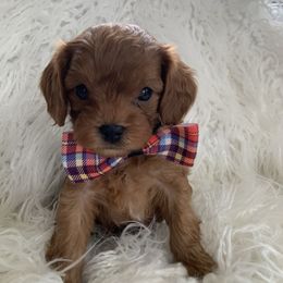THISTLE - Red male Cavapoo puppy in Northern, California from Cavapoos R4 Cuddles