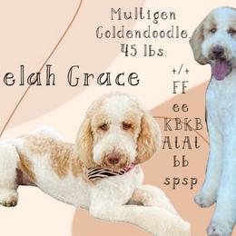 Selah - Goldendoodle