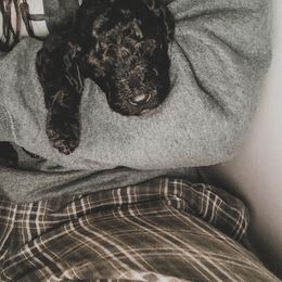 Poodle Puppies from Huckleberry Standard Poodles