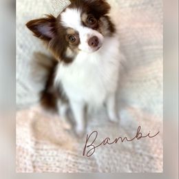 Bambi - Pomeranian