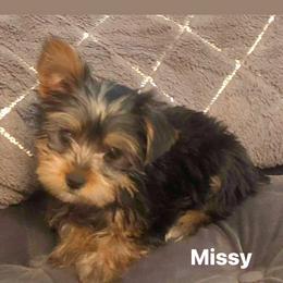 Yorkshire Terrier Puppies from Nell’s Adorable Yorkshire’s