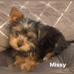 Yorkshire Terrier Puppies from Nell’s Adorable Yorkshire’s