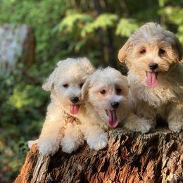 Cavapoo, Maltipoo, and Poodle Puppies from My Sweet Poodles and Doodles