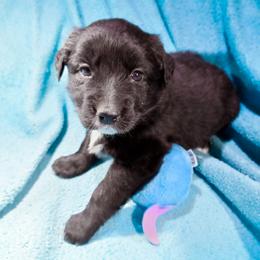 Audrey Hepburn - Black Miniature Australian Shepherd puppy in Cleveland, Ohio from Double Moon