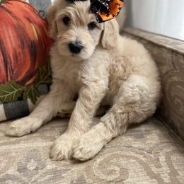 Goldendoodle Puppies from C.P. Puppy Buddies