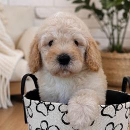 Henry - Apricot male Goldendoodle puppy in Yuciapa, California from AlltheDoodlez_