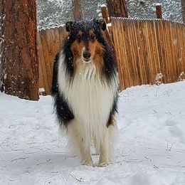 Gus - Collie