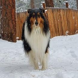 Gus - Collie