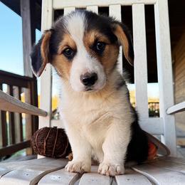 Hugo - Black and tan male Pembroke Welsh Corgi puppy in El Dorado Springs, Missouri from Trixie Dixie