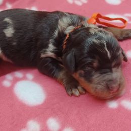 Olive Orange - Blue merle female Bernedoodle puppy in Delphos, Ohio from Route 66 Poodles & Doodles, Sapphire Shih-tzu's of Ohio