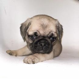 Mallard (yellow) - Fawn male Pug puppy in Hereford, Arizona from Broken Road Ranch Pugs