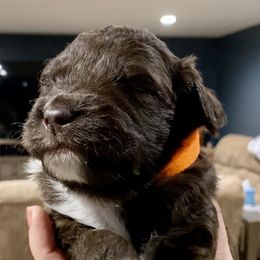 Aussiedoodle Puppies from Lisa Edge - EdgeCo's Hilltop Aussiedoodles