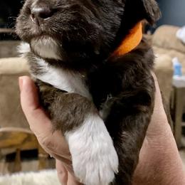 Aussiedoodle Puppies from Lisa Edge - EdgeCo's Hilltop Aussiedoodles