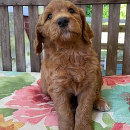 Poodle and Shihpoo Puppies from Peace, Love, and Puppies at the Creek