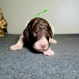 Yankee - Parti male Poodle puppy in Plainfield, New Jersey from Caris Paws Poodles and Labradoodles