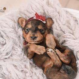 Bernedoodle and Goldendoodle Puppies from Hommel’s Mini Darling Doodles